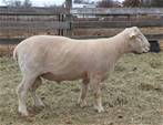COYOTE ACRES BRIT 241K